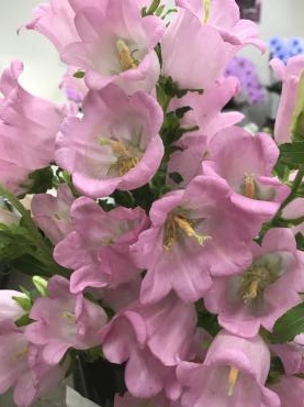 カンパニュラ という お花 花屋ブログ 岐阜県各務原市の花屋 フラワー花勝にフラワーギフトはお任せください 当店は 安心と信頼の花キューピット加盟店です 花キューピットタウン